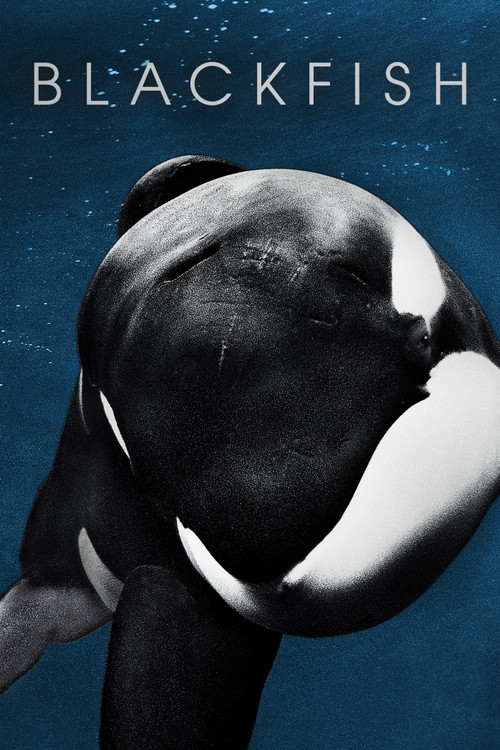 Blackfish (2013) – plakat filmu